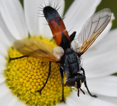 Réf. 261 021 : Cylindromyia intermedia